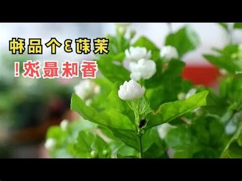 茉莉花 風水